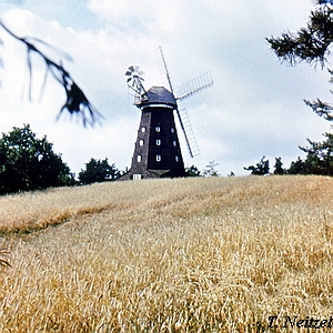 Windmhle Krakow am See - Blick auf den Mhlenberg 1974