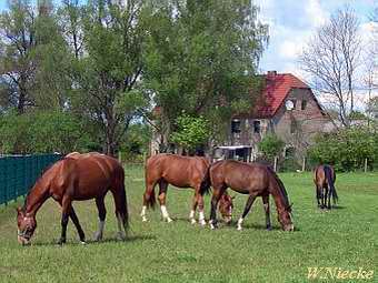 Tourneymhle Altentreptow - Pferdezucht